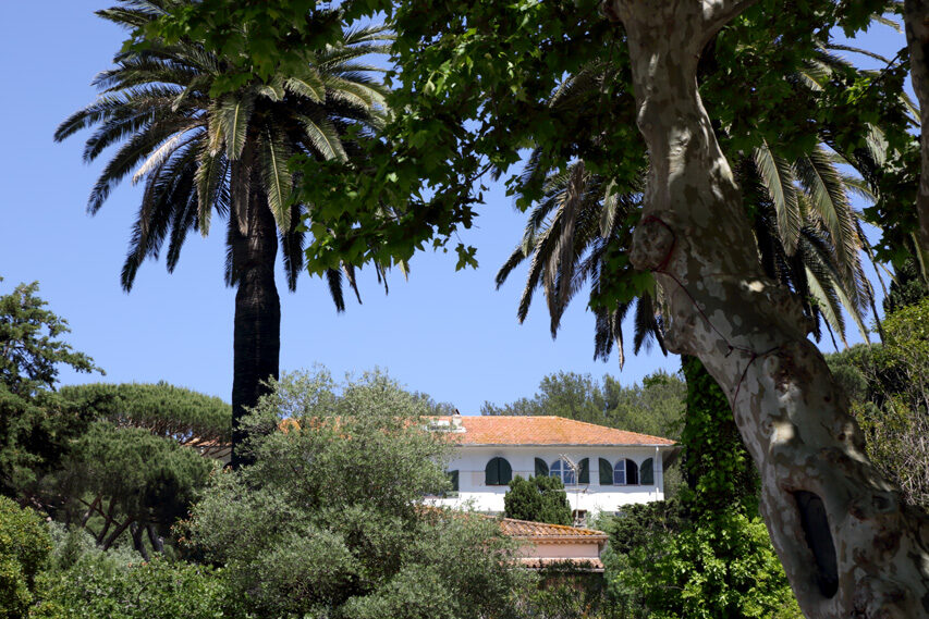 Palmiers du parc de l'Ermitage